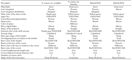 Qualitative morphological features of parentals (Ananas comosus var. erectifolius x A. comosus var. bracteatus) and PL01 and PL04 hybrids.