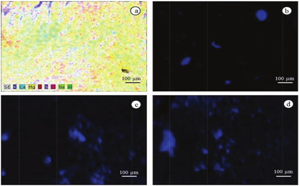 Silicon mapping on the abaxial epidermis of Passiflora edulis Sims f. flavicarpa Deg. leaves, showing the presence of silicon (in blue). a) Control showing mapping of various elements and absence of silicon; b) 0.28 g silicon pot-1; c) 0.55 g pot-1; d) 0.83 g pot-1.