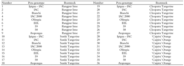 Pera sweet orange genotypes grafted on rootstocks of Rangpur Lime, Sunki Tangerine, Cleopatra Tangerine and 'Caipira' Orange.