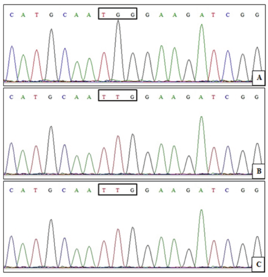 Comparison of partial ALS gene sequence of Raphanus sativus L. where the TGG codon for Trp-574 is the susceptible biotype (A) and the TTG codon for Leu-574 is present in biotypes resistant to iodosulfuron and imazethapyr herbicides (B and C).