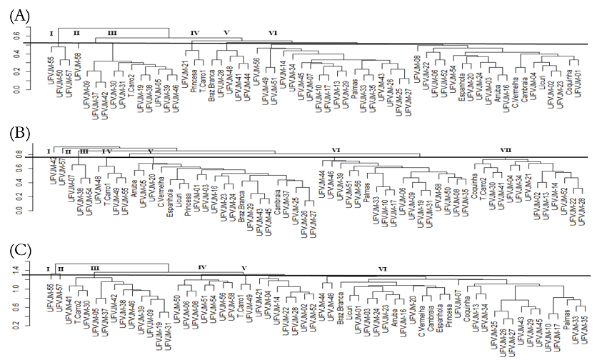 Dendrograms obtained by UPGMA method from dissimilarity matrices based on: multicategoric (A), molecular (B) and combined data (multicategoric + SSR molecular) (C), among 60 sweet potato genotypes (Ipomoea batatas). UFVJM, Diamantina, Minas Gerais State, 2016. 