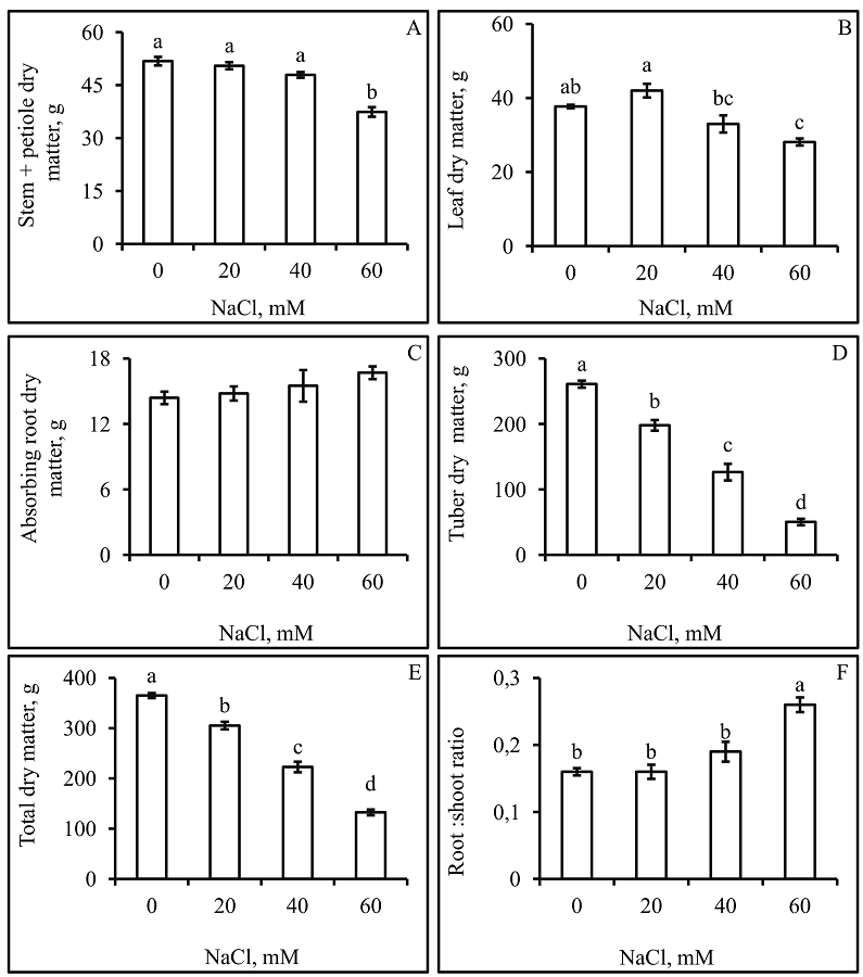 Dry matter of the stem + petiole (A), leaves (B), absorption roots (C), tuberous roots (D), and total (E) and the root:shoot ratio(F) of cassava plants grown under different concentrations of NaCl. Values given are means &plusmn; standard error, and means followed by the same letter are not significantly different at p < 0.05.