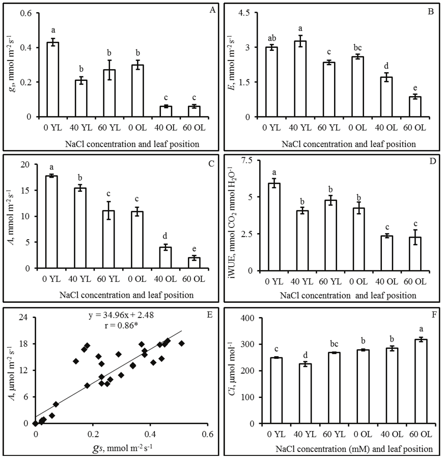 Stomatal conductance (A), transpiration (B), carbon assimilation (C), instantaneous water use efficiency (D), correlation between gs and carbon assimilation (E), and intercellular CO2 concentration (F) of cassava plants grown under different NaCl concentrations. The 0 YL, 40 YL, and 60 YL treatments correspond to NaCl concentrations and the newly expanded leaves. The 0 OL, 40 OL and 60 OL treatments correspond to NaCl concentrations and the older leaves. Values given are the means &plusmn; standard error, and the means followed by the same letter are not significantly different at p < 0.05. * indicates significance at p < 0.05. 
