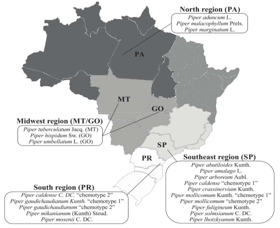 Piper species evaluated and collection regions (Brazilian states).
