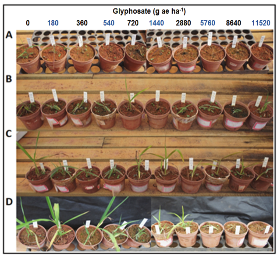 of Digitaria insularis biotypes 21 days after application of glyphosate. Susceptible MG biotype (A) and biotypes with suspected resistance to glyphosate BA (B), MT (C), and GO (D).