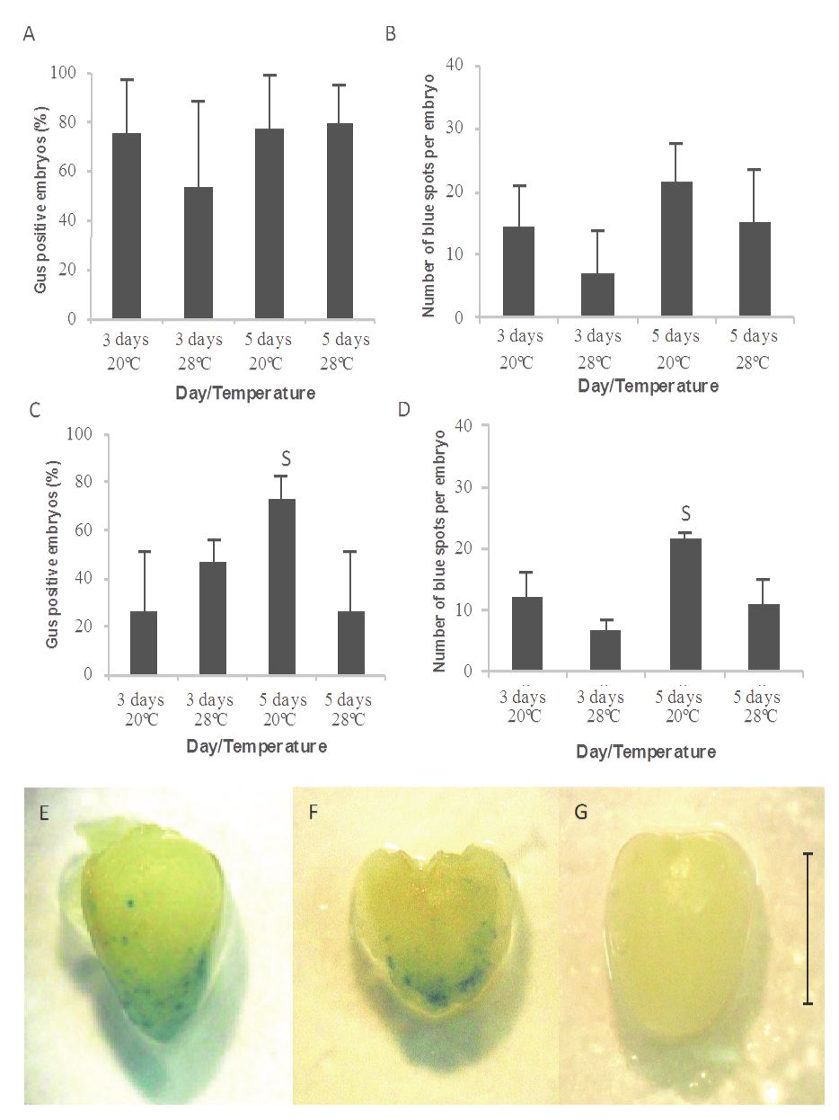 Transient expression of GUS observed in immature zygotic maize embryos co-cultivated with A. tumefaciens at different conditions: (A) Frequency of GUS positive Hi-II embryos, (B) mean number of blue spots per Hi-II embryo, (C) Frequency of GUS positive BR 451 embryos, (D) mean number of blue spots per BR 451 embryo, (E) Gene uidA expression in Hi-II immature embryos co-cultivated for five days at 20&deg;C, (F) Gene uidA expression in BR 451 embryos co-cultivated for five days at 20&deg;C, and (G) negative control not infected with agrobacteria. Bar = 1 mm, S = (superior) Means +1 SD