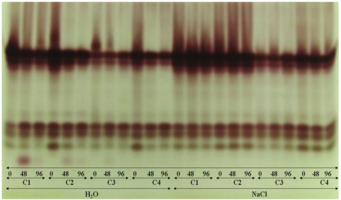 Expression of esterase extracted from sesame seeds of cultivars G2 (C1), G3 (C2), G4 (C3), and BRS SEDA (C4), submitted to accelerated ageing tests: traditional (H2O) and with saturated sodium chloride solution (NaCl), for different periods (0, 48, and 96 hours). 