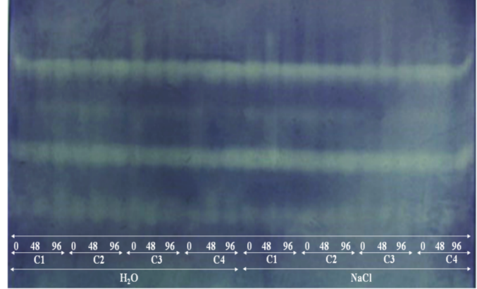 Expression of superoxide dismutase extracted from sesame seeds of cultivars G2 (C1), G3 (C2), G4 (C3), and BRS SEDA (C4), submitted to accelerated ageing tests: traditional (H2O) and with saturated sodium chloride solution (NaCl), for different periods (0, 48, and 96 hours). 