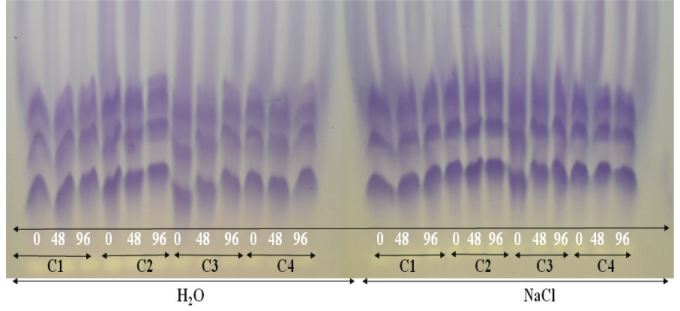 Expression of malate dehydrogenase extracted from sesame seeds of cultivars G2 (C1), G3 (C2), G4 (C3), and BRS SEDA (C4), submitted to accelerated ageing tests: traditional (H2O) and with saturated sodium chloride solution (NaCl), for different periods (0, 48, and 96 hours). 