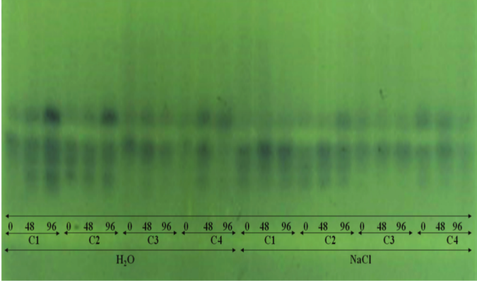 Expression of isocitrate lyase extracted from sesame seeds of cultivars G2 (C1), G3 (C2), G4 (C3), and BRS SEDA (C4), submitted to accelerated ageing tests: traditional (H2O) and with saturated sodium chloride solution (NaCl), for different periods (0, 48, and 96 hours).