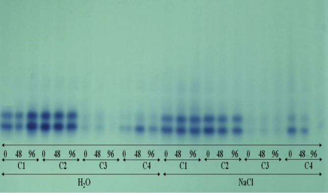 Expression of alcohol dehydrogenase extracted from sesame seeds of cultivars G2 (C1), G3 (C2), G4 (C3), and BRS SEDA (C4), submitted to accelerated ageing tests: traditional (H2O) and with saturated sodium chloride solution (NaCl), for different periods (0, 48, and 96 hours).