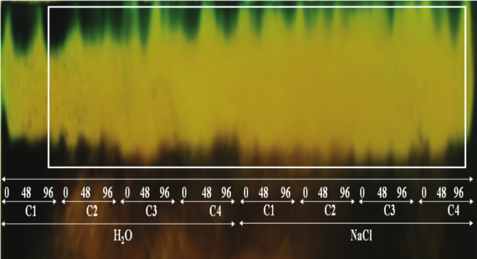 Expression of catalase extracted from sesame seeds of cultivars G2 (C1), G3 (C2), G4 (C3), and BRS SEDA (C4), submitted to accelerated ageing tests: traditional (H2O) and with saturated sodium chloride solution (NaCl), for different periods (0, 48, and 96 hours).