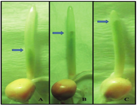 Maize seedlings after five-day germination test. A) abnormal seedling with primary leaf growth less than 50% of coleoptile length; B) normal seedling with primary leaf growth between 50 and 75% of coleoptile length; C) normal seedling.
