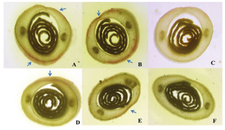 Histochemical test in maize seedlings showing the presence of lignin. A) Hybrid 1; B) hybrid 4; C) unstained control (Hybrid 1 and 4); D) hybrid 2; E) hybrid 3; F) unstained control (hybrids 2 and 3). Magnified 200x.