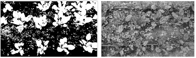 Images used in the identification of the position of the weeds.