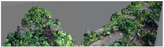 3D cloud point results: Images made over a plantation. 