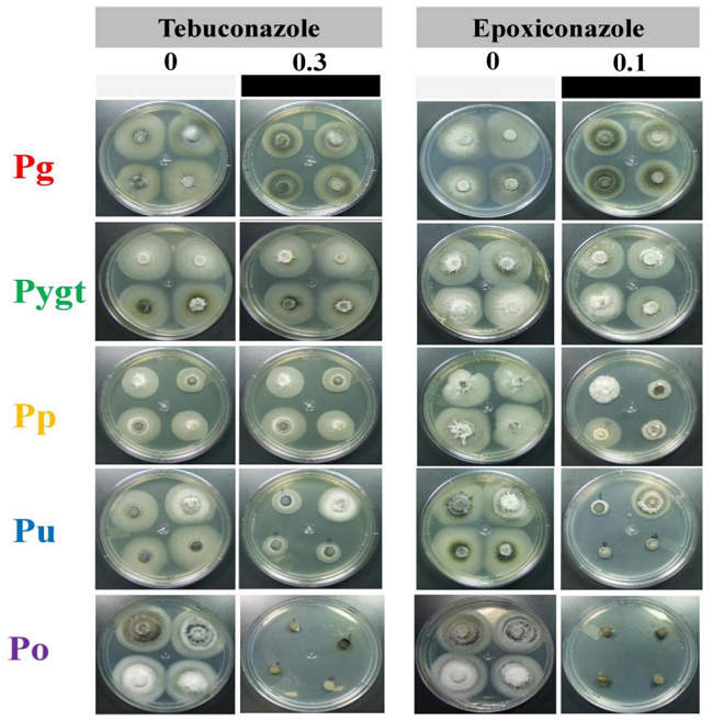 Mycelial growth of isolates from Pyricularia grisea (Pg), P. pennisetigena (Pp), P. urashimae (Pu), P. graminis-tritici (Pygt) and P. oryzae (Po) in potato-dextrose-agar medium (PDA) without fungicide or with 0.3 μg mL-1 tebuconazole or 0.1 μg mL-1 epoxiconazole.