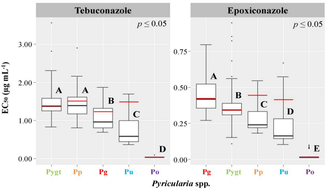 Boxplot representing the variation in EC50 values to DMI fungicides by isolates of Pyricularia spp. The mean EC50 values for isolates of each Pyricularia species with the CYP51A gene sequenced were indicated by a red line a. a A complete randomized experimental design with six repetitions per fungal isolate of each species was used. The experiment was replicated once. Data from the two experiments were combined for the variance analyses because there were no significant differences between experiments (Ftebuconazole experiments = 1.945NS, p = 0.1639; Fepoxiconazole experiments = 3.166 NS, p = 0.0759) and the ranking of species based on their EC50 values was consistent across experiments, indicating no significant interaction. The species effect was significant for both fungicides (Ftebuconazole species = 255.27***, p < 0.001; Fepoxiconazole species = 159.42***, p < 0.001). Five Pyricularia species were compared: P. grisea (Pg, N = 4 isolates), P. pennisetigena (Pp, N = 4) P. urashimae (Pu, N =4), P. graminis-tritici (Pygt, N = 20) and P. oryzae (Po, N = 7). Boxplots followed by the same capital letters indicated no significant differences between species in EC50 values (Scott-Knott test at p < 0.05).