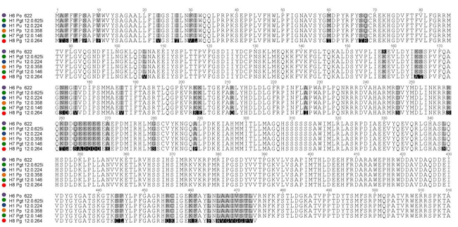 Alignment of amino acid sequences translated from the CYP51A gene nucleotide sequences obtained from the isolates 12.0.264 (P. grisea), 12.0.625i (P. graminis-tritici), 12.0.358 (P. pennisetigena) and 12.0.224 (P. urashimae), to identify non-synonymous mutations by comparing with the reference sequence of the sensitive isolate 622 (P. oryzae). Haplotypes (H) were represented for each species.