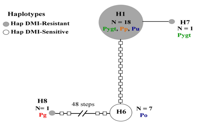 Network of haplotypes of the CYP51A gene from Pyricularia spp. The area of each circle is proportional to the number of isolates sampled from each haplotype. The lines between one circle and another represent the mutational steps between haplotypes.