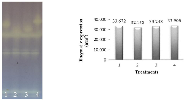 Electrophoretic patterns and quantification of SOD enzyme activity in millet seeds (Pennisetum glaucum L.) submitted to different imbibition periods, followed by dehydration and subsequent rehydration. Treatments: 1: control (0h); 2: 3h of imbibition; 3: seeds with a 1 mm radicle; 4: seeds with a 3 mm radicle.