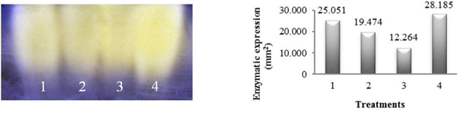 Electrophoretic patterns and quantification of CAT enzyme activity in millet seeds (Pennisetum glaucum L.) submitted to different imbibition periods, followed by dehydration and subsequent rehydration. Treatments: 1: control (0h); 2: 3h of imbibition; 3: seeds with a 1 mm radicle; 4: seeds with a 3 mm radicle.