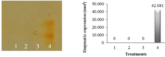 Electrophoretic patterns and quantification of POX enzyme activity in millet seeds (Pennisetum glaucum L.) submitted to different imbibition periods, followed by dehydration and subsequent rehydration. Treatments: 1: control (0h); 2: 3h of imbibition; 3: seeds with a 1 mm radicle; 4: seeds with a 3 mm radicle.