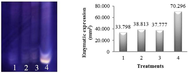 Electrophoretic patterns and quantification of α-amylase enzyme activity in millet seeds (Pennisetum glaucum L.) submitted to different imbibition periods, followed by dehydration and subsequent rehydration. Treatments: 1: control (0h); 2: 3h of imbibition; 3: seeds with a 1 mm radicle; 4: seeds with a 3 mm radicle.