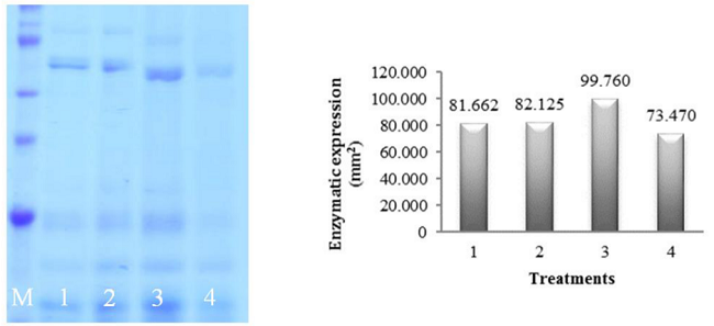 Electrophoretic patterns and quantification of heat-resistant proteins in millet seeds (Pennisetum glaucum L.) submitted to different imbibition periods, followed by dehydration and subsequent rehydration. Treatments: 1: control (0h); 2: 3h of imbibition; 3: seeds with a 1 mm radicle; 4: seeds with a 3 mm radicle. M: molecular marker.