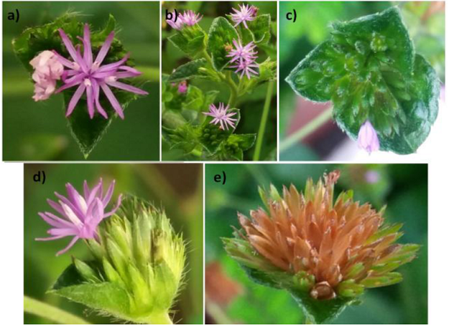 Elephantopus mollis Kunth (Asteraceae): a, b, c) anthesis starting from the center of the capitulum; d) capitulum at 7 DAA showing developing flowers, latency and anthesis at the border and seed formation in the center of the capitulum, with yellowing of the interfloral bracts; and e) capitulum at the ideal harvest moment, 49 DAA.