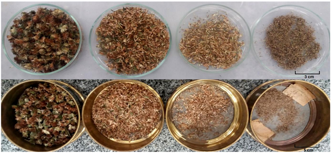 Elephantopus mollis Kunth (Asteraceae): Processing of seeds in sieves.