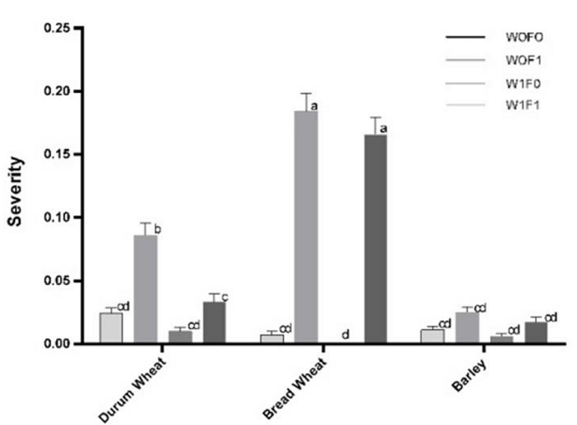 The severity of Fusarium poae for the combination of species and treatments. W: waterlogging; F: Fusarium poae. Columns with different letters are statistically different according to Tukey´s test at p ≤ 0.05.