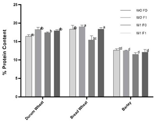 Percentage of protein content of durum wheat, bread wheat and barley for treatments. Columns with different letters are statistically different according to Tukey´s test at p ≤ 0.05.