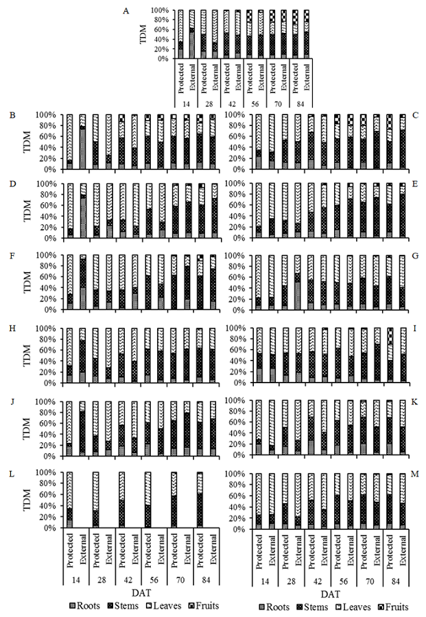Participation of assimilates of &lsquo;Reden&ccedil;&atilde;o&rsquo; (A), &lsquo;AF 26970&rsquo; (B), &lsquo;Reden&ccedil;&atilde;o&rsquo; x &lsquo;AF 26970&rsquo; (C), &lsquo;LA-1401&rsquo; (D), &lsquo;Reden&ccedil;&atilde;o&rsquo; x &lsquo;LA-1401&rsquo; (E), &lsquo;AF 19684&rsquo; (F), &lsquo;Reden&ccedil;&atilde;o&rsquo; x &lsquo;AF 19684&rsquo; (G), &lsquo;PI-127826&rsquo; (H), &lsquo;Reden&ccedil;&atilde;o&rsquo; x &lsquo;PI-127826&rsquo; (I), &lsquo;PI-134417&rsquo; (J), &lsquo;Reden&ccedil;&atilde;o&rsquo; x &lsquo;PI-134417&rsquo; (K), &lsquo;LA-716&rsquo; (L) and &lsquo;Reden&ccedil;&atilde;o&rsquo; x &lsquo;LA-716&rsquo; (M) cultivated in protected and external environments at 14, 28, 42, 56, 70 and 84 days after transplanting (DAT).