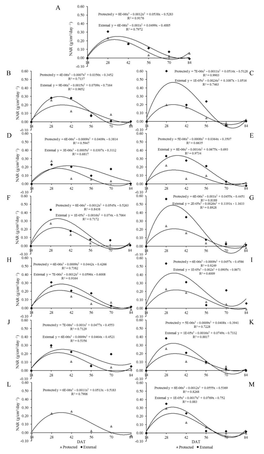 Net assimilation rate (NAR) of &lsquo;Reden&ccedil;&atilde;o&rsquo; (A), &lsquo;AF 26970&rsquo; (B), &lsquo;Reden&ccedil;&atilde;o&rsquo; x &lsquo;AF 26970&rsquo; (C), &lsquo;LA-1401&rsquo; (D), &lsquo;Reden&ccedil;&atilde;o&rsquo; x &lsquo;LA-1401&rsquo; (E), &lsquo;AF 19684&rsquo; (F), &lsquo;Reden&ccedil;&atilde;o&rsquo; x &lsquo;AF 19684&rsquo; (G), &lsquo;PI-127826&rsquo; (H), &lsquo;Reden&ccedil;&atilde;o&rsquo; x &lsquo;PI-127826&rsquo; (I), &lsquo;PI-134417&rsquo; (J), &lsquo;Reden&ccedil;&atilde;o&rsquo; x &lsquo;PI-134417&rsquo; (K), &lsquo;LA-716&rsquo; (L) and &lsquo;Reden&ccedil;&atilde;o&rsquo; x &lsquo;LA-716&rsquo; (M) cultivated in protected and external environments at 14, 28, 42, 56, 70 and 84 days after transplanting (DAT). 