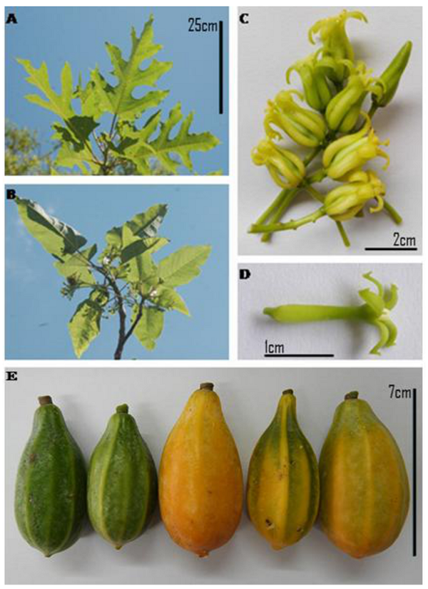 V.quercifolia (A) segmented leaves (B) whole leaves (C) female flowers (D) male flower (E) unripe and ripe fruits (see below, stages of ripening).