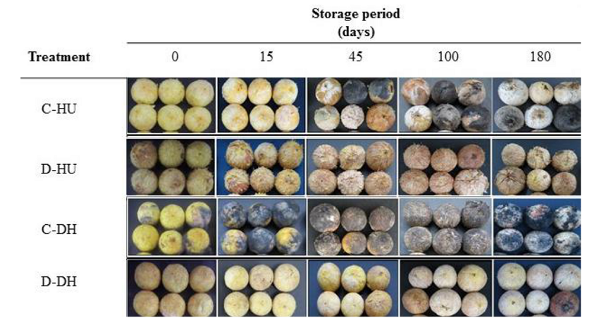 Visual changes in the macauba fruits submitted to the drying temperature treatments and throughout the storage period at 25&deg;C. Treatments: C-HU: 25&deg;C (control) - husked fruits; D-HU: 60&deg;C (drying) - husked fruits; C-DH: 25&deg;C (control) - dehusked fruits; D-DH: 60&deg;C (drying) - dehusked fruits.