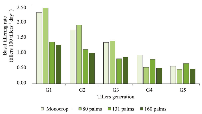 Basal tillering rate in the monocrop of Marandu grass and in silvopastoral systems with different densities of babassu palm trees, grazed by cattle under continuous stocking.