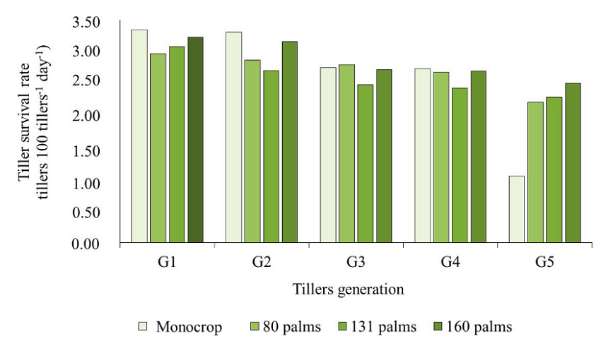 Basal tiller survival rate in the monocrop of Marandu grass and in silvopastoral systems with different densities of babassu palm trees, grazed by cattle under continuous stocking.