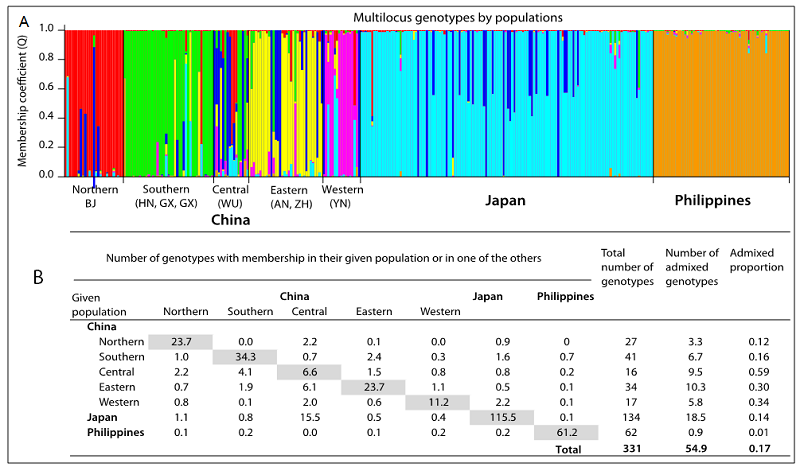 Structure inferred (Pritchard et al., 2000) membership coefficient for multilocus microsatellite genotypes of Rhizoctonia solani AG- 1 IA from rice-infecting population samples from China, Japan and the Philippines. A. Each vertical bar represents a multilocus genotype. The colors represent the most likely ancestor group from which the genotype was derived. Groups with individuals showing multiple colors have admixed genotypes relative to the field population defined a priori. The bar size indicates the membership coefficient for populations shown in different colors. B. The number of individuals and the admixture proportions for each population.