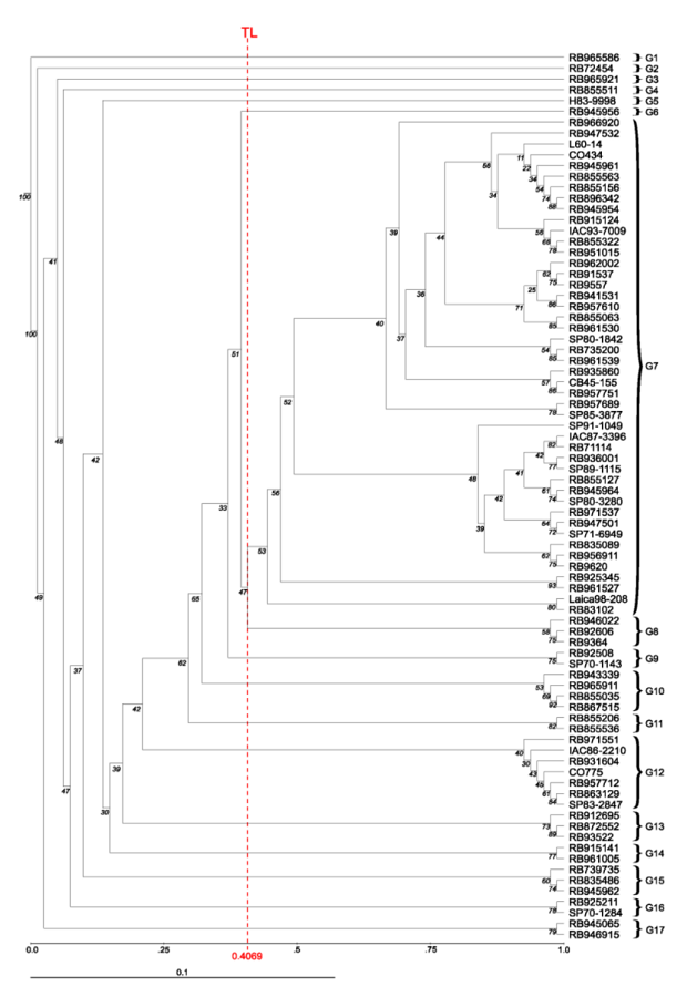 Dendrogram containing 82 accessions of sugarcane. TL = threshold line.