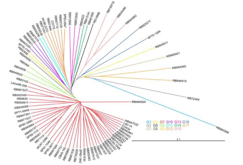 Cladogram indicating all 82 progenitors of sugarcane, RB05 Series, within their respective groups (G1-G17).