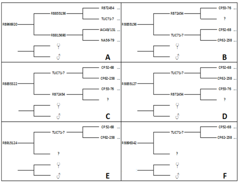 Genealogy of cultivar RB966920 (A), RB855156 (B), RB855322 (C), RB855127 (D), RB915124 (E), and RB896342 (F). (?): polycross.