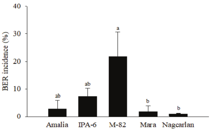 Blossom-end rot (BER) incidence in tomato varieties with low (&lsquo;Mara&rsquo; and &lsquo;Nagcarlan&rsquo;), medium (&lsquo;Amalia&rsquo; and &lsquo;IPA-6&rsquo;), or high (&lsquo;M-82&rsquo;) susceptibility to BER. Fruit was harvested at 15 days after pollination. Averages with the same letter are not significantly different (Kruskal-Wallis, 5%). Data shown are the mean &plusmn; standard deviation.