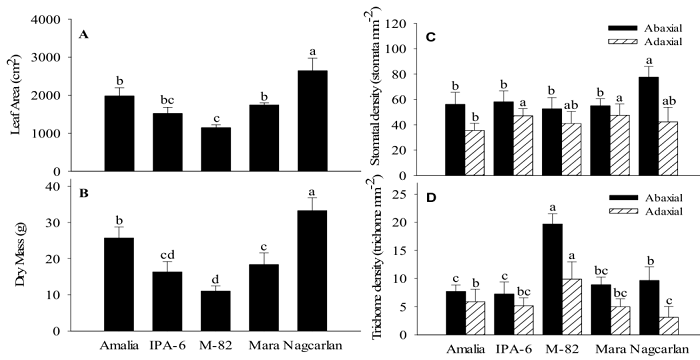 Leaf area per plant (A) and plant dry mass (B) at maximum growth (60 days after planting), leaf stomatal density (C) and trichome density (D) of tomato varieties with low (&lsquo;Mara&rsquo; and &lsquo;Nagcarlan&rsquo;), medium (&lsquo;Amalia&rsquo; and &lsquo;IPA-6&rsquo;), or high (&lsquo;M-82&rsquo;) susceptibility to BER. The averages with the same letter are not significantly different (Tukey 5%). Data shown are the mean &plusmn; standard deviation.
