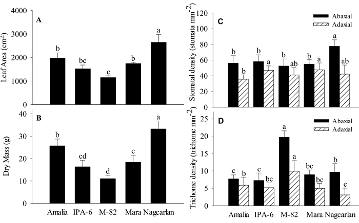 Leaf Ca2+ (A), fruit Ca2+ (black bars are proximal tissue, and striped bars are distal tissue) (B), cell wall-bound Ca2+ in fruit distal tissue (C), and percentage of total fruit Ca2+ bound to the cell wall (D) in tomato varieties with low (&lsquo;Mara&rsquo; and &lsquo;Nagcarlan&rsquo;), medium (&lsquo;Amalia&rsquo; and &lsquo;IPA-6&rsquo;), or high (&lsquo;M-82&rsquo;) susceptibility to BER. The averages with the same letter are not significantly different (Tukey 5%). Data shown are the mean &plusmn; standard deviation.