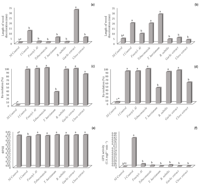 Length of wood discoloration (mm) 230 days after summer pruning inoculation (a), 156 days after winter pruning inoculation (b), percent re-isolation after summer pruning (c), percent re-isolation after winter pruning (d), PSII quantum yield (Fv/ Fm) after summer pruning inoculation (e), and peroxidase activity (UA mg P-1 min-1) 24 h after summer pruning inoculation (f) of vines inoculated with Lasiodiplodia theobromae in cv. Syrah. &dagger;Data transformed by &radic;𝑥&#55349. *Means followed by the same letter do not differ signiﬁcantly by the Scott-Knott test (p &le; 0.05). ns: not significant. NI: not inoculated. I: inoculated. Guarapuava, Paran&aacute; State, Brazil, 2017.