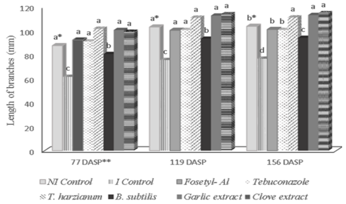 Length of the canes (cm) after inoculation in winter pruning of vines inoculated with Lasiodiplodia theobromae in cv. Syrah. *Means followed by the same letter do not differ signiﬁcantly by the Scott-Knott test (p &le; 0.05). ns: not significant. **DAWP: days after the winter pruning. NI: not inoculated. I: inoculated. Guarapuava, Paran&aacute; State, Brazil, 2017.