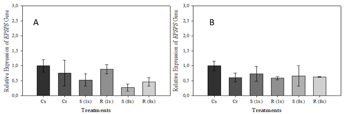 Relative expression of the epsps gene of the susceptible (S) and resistant (R) Conyza sumatrensis biotypes after glyphosate application. A: relative expression at one day after application of treatments (DAT); and B: relative expression at 4 DAT. C: control without herbicide application; 1x: application of 1x the herbicide dose; 8x: application of 8x the herbicide dose. Vertical bars indicate the confidence interval (α = 0.05).