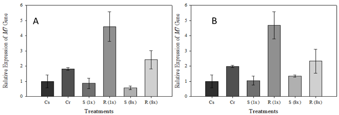 Relative expression of the m7 gene of susceptible (S) and resistant (R) Conyza sumatrensis biotypes after glyphosate application. A: relative expression at one day after application of treatments (DAT); and B: relative expression at 4 DAT. C: control without herbicide application; 1x: application of 1x the herbicide dose; 8x: application of 8x the herbicide dose. Vertical bars indicate the confidence interval (α = 0.05).